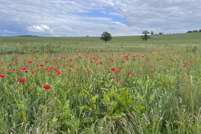 kingsclerepoppies