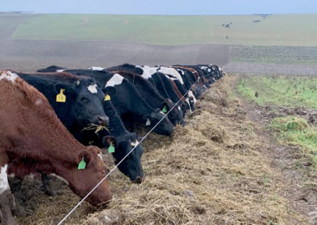 Cows at Kingsclere Estates