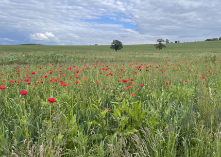 kingsclerepoppies
