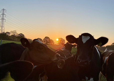 sunsetcow