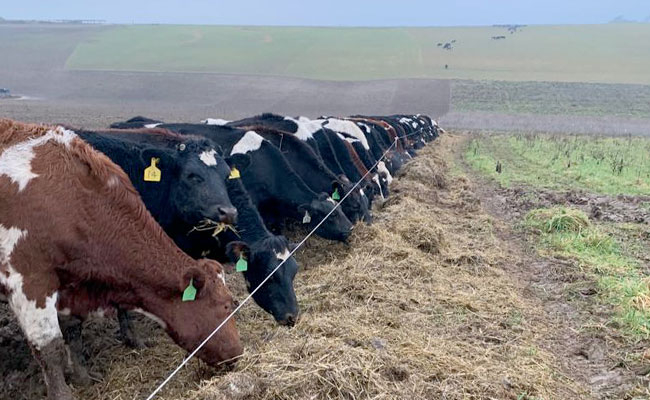 Cows at Kingsclere Estates