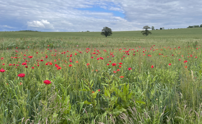 kingsclerepoppies