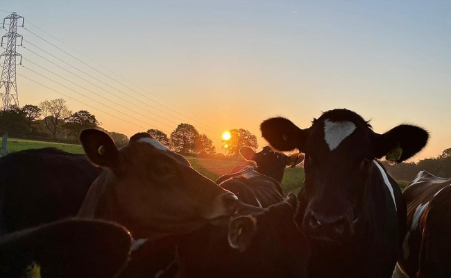 sunsetcow