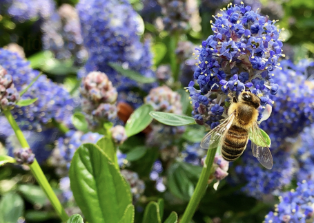 Basingstoke Beekeepers