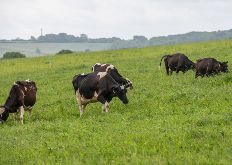 The Roaming Dairy