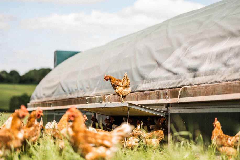 Kingsclere Estates Chickens JoinCommunity218