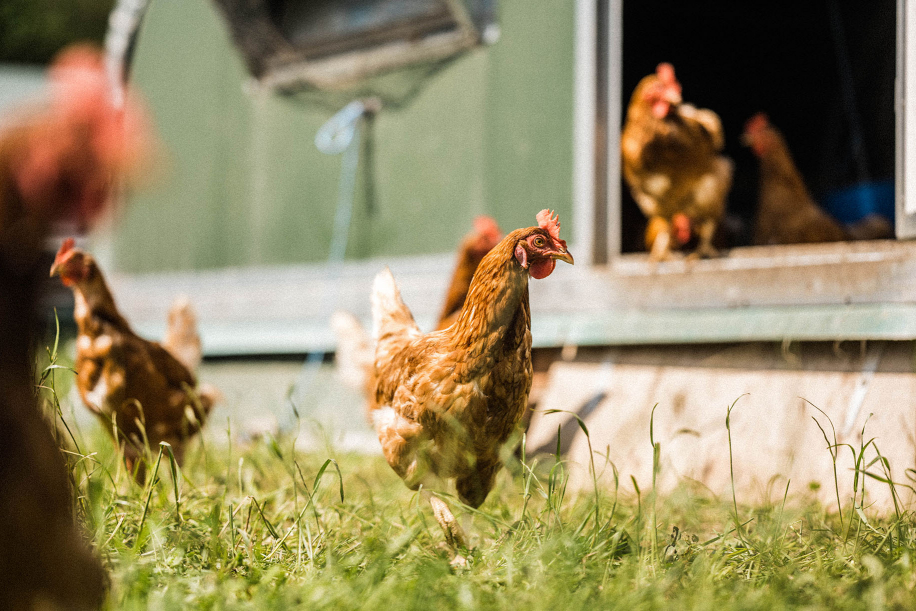 Kingsclere Estates Chickens Roaming