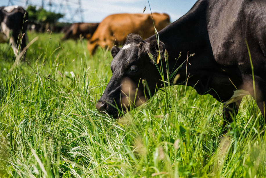 Kingsclere Estates Cows Soil 52