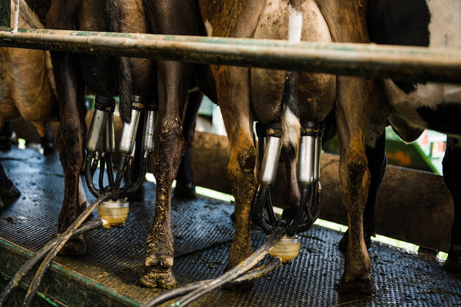 Kingsclere Estates pitch up milking 27