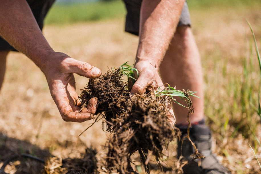 Kingsclere Estates Soil JoinProducers 82